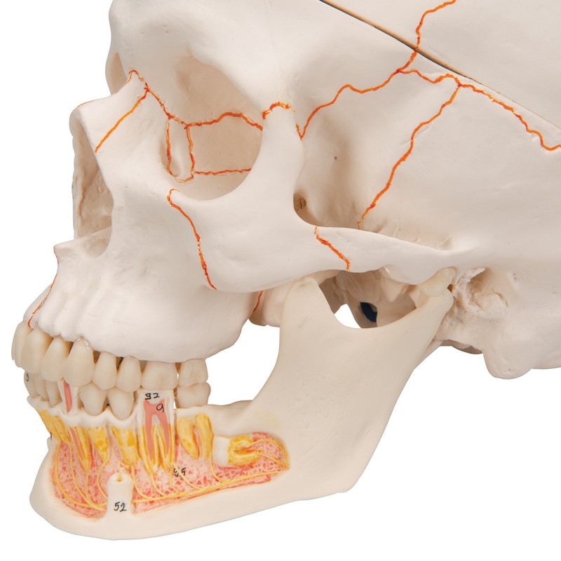 3B Scientific, modello anatomico di Cranio didattico classico con mandibola aperta A22