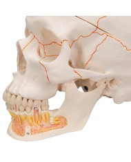 3B Scientific, modello anatomico di Cranio didattico classico con mandibola aperta A22