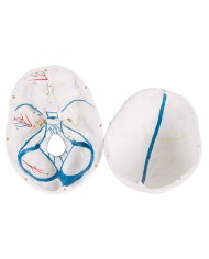 3B Scientific modello anatomico Cranio didattico mandibola aperta