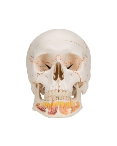 3B Scientific modello anatomico Cranio didattico mandibola aperta