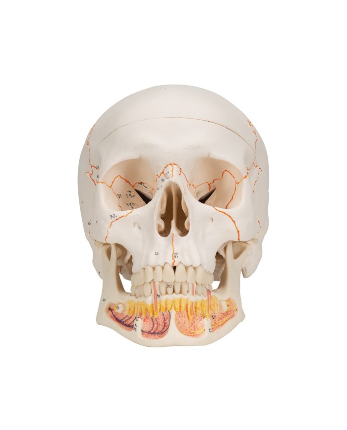 3B Scientific modello anatomico Cranio didattico mandibola aperta