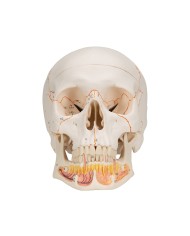 3B Scientific modello anatomico Cranio didattico mandibola aperta