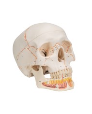 3B Scientific modello anatomico Cranio didattico mandibola aperta