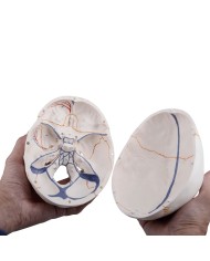 3B Scientific modello anatomico Cranio didattico mandibola aperta