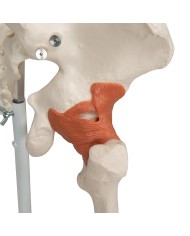 3B Scientific modello di scheletro umano con legamenti articolari A12
