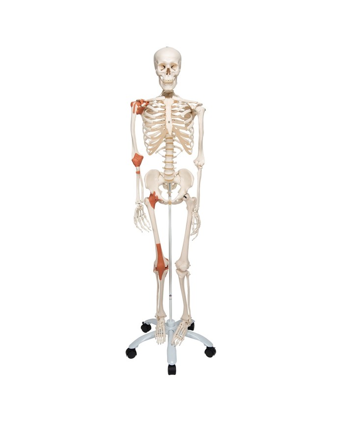 3B Scientific modello di scheletro umano con legamenti articolari A12