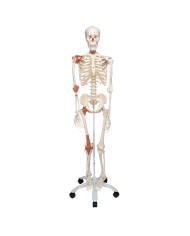 3B Scientific modello di scheletro umano con legamenti articolari A12
