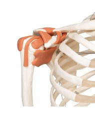 3B Scientific modello di scheletro umano con legamenti articolari A12