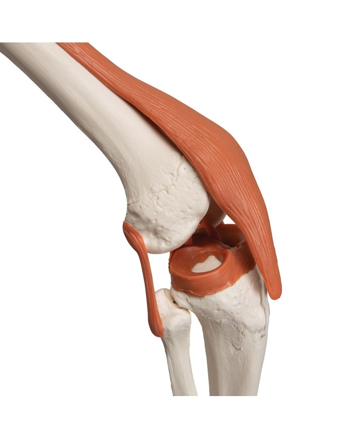3B Scientific modello di scheletro umano con legamenti articolari A12