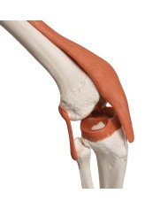 3B Scientific modello di scheletro umano con legamenti articolari A12