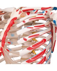Scheletro Sam con legamenti articolari e inserzioni muscolari A13 1