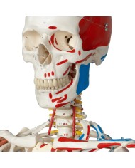 Scheletro Sam con legamenti articolari e inserzioni muscolari A13 1