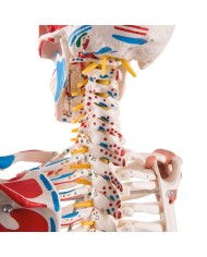 Scheletro Sam con legamenti articolari e inserzioni muscolari A13 1