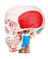 Scheletro Sam con legamenti articolari e inserzioni muscolari A13 1