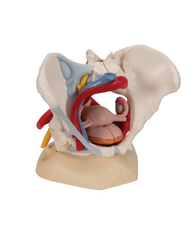 Pelvi femminile 3B Scientific con legamenti, vasi, nervi, pavimento pelvico e organi, in 6 parti H20/4