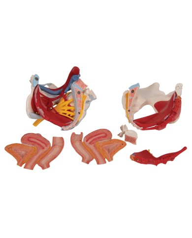 Pelvi femminile 3B Scientific con legamenti, vasi, nervi, pavimento pelvico e organi, in 6 parti H20/4