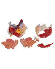 Pelvi femminile 3B Scientific con legamenti, vasi, nervi, pavimento pelvico e organi, in 6 parti H20/4