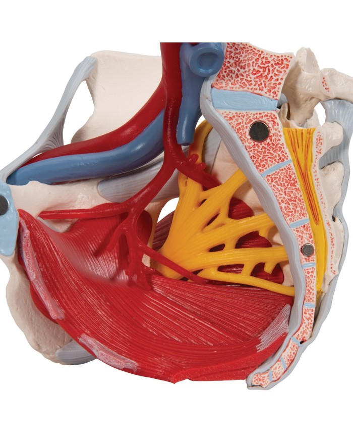 Modello Anatomico Bacino Femminile In Gravidanza – Feto A 9 Mesi Rimovibile – Plastica Per Studio Medico