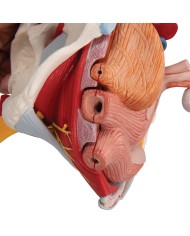 Pelvi femminile 3B Scientific con legamenti, vasi, nervi, pavimento pelvico e organi, in 6 parti H20/4