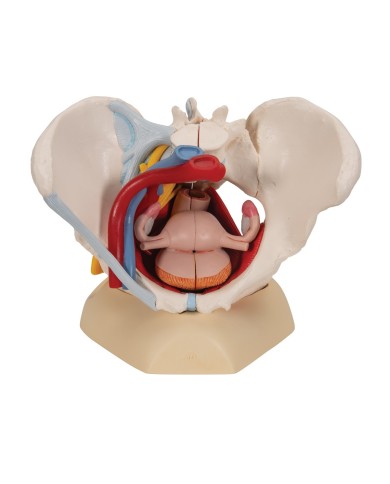 Pelvi femminile 3B Scientific con legamenti, vasi, nervi, pavimento pelvico e organi, in 6 parti H20/4