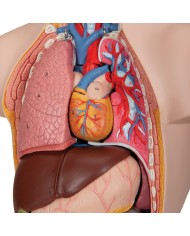 Modello anatomico di mini torso umano scomponibile in 12 parti B22