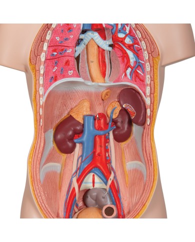 Modello anatomico di mini torso umano scomponibile in 12 parti B22 Modello anatomico di mini torso umano scomponibile in 12 parti B22