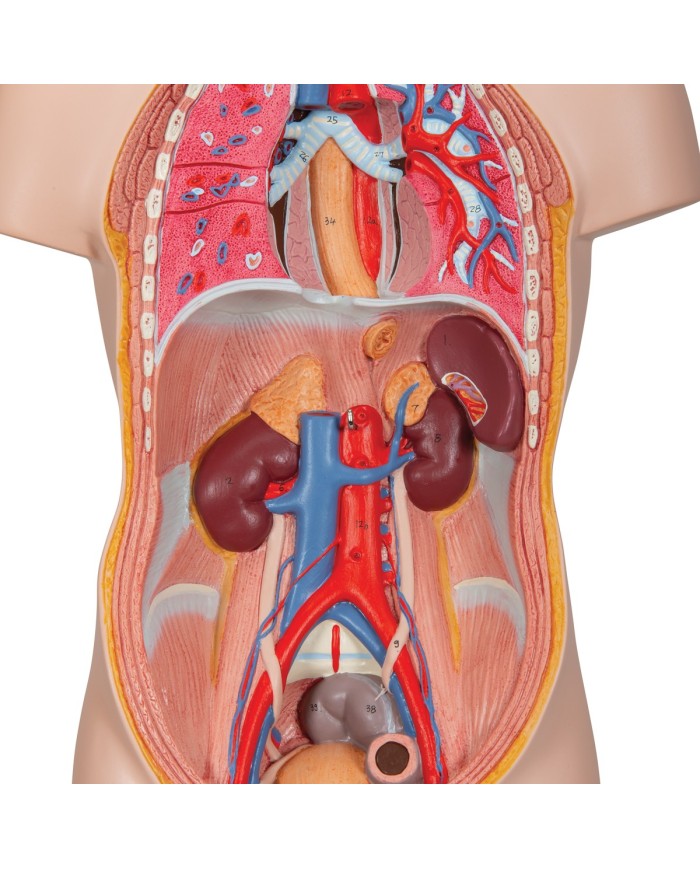 Modello anatomico di mini torso umano scomponibile in 12 parti B22