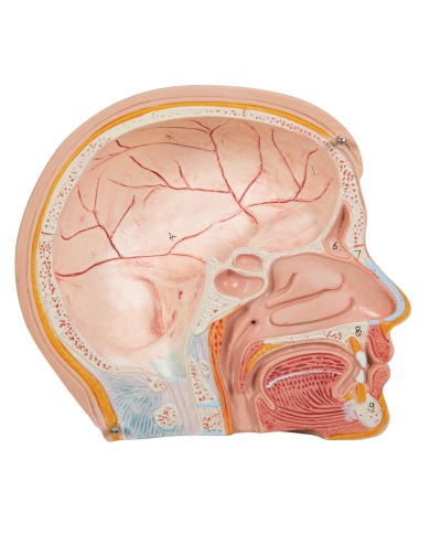 Modello anatomico di mini torso umano scomponibile in 12 parti B22 Modello anatomico di mini torso umano scomponibile in 12 parti B22