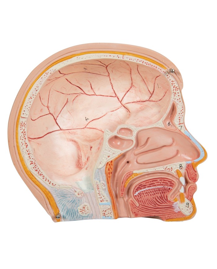 Modello anatomico di mini torso umano scomponibile in 12 parti B22