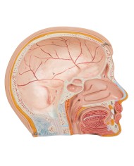 Modello anatomico di mini torso umano scomponibile in 12 parti B22
