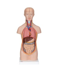 3B Scientific, modello anatomico di mini torso umano, scomponibile in 12 parti B22