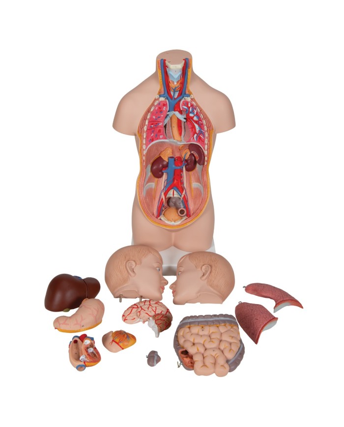 Modello anatomico di mini torso umano scomponibile in 12 parti B22