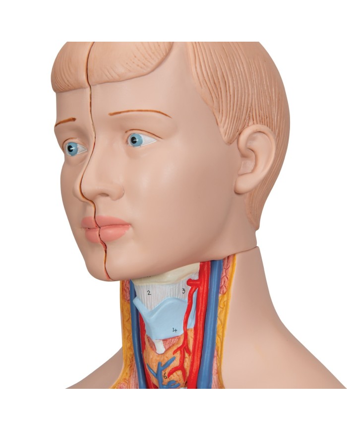 Modello anatomico di mini torso umano scomponibile in 12 parti B22