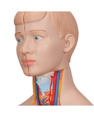 Modello anatomico di mini torso umano scomponibile in 12 parti B22