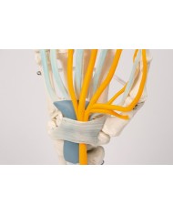 Scheletro della mano con tendini, nervi e tunnel carpale 6011