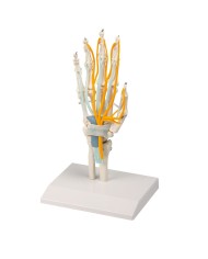 Scheletro della mano con tendini, nervi e tunnel carpale 6011