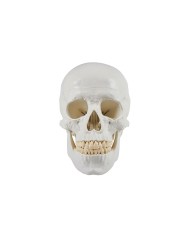 Erler Zimmer Cranio modello classico scomponibile in 3 parti