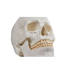 Erler Zimmer Cranio modello classico scomponibile in 3 parti