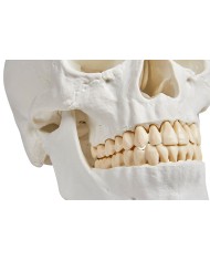 Erler Zimmer Cranio modello classico scomponibile in 3 parti