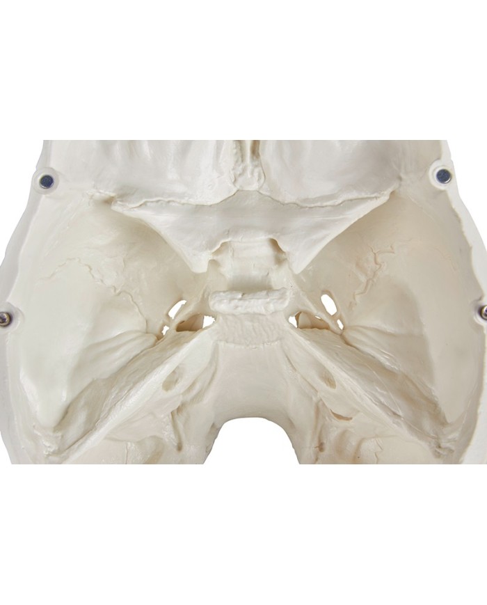 Erler Zimmer Cranio modello classico scomponibile in 3 parti