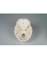 Erler Zimmer Cranio modello classico scomponibile in 3 parti