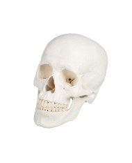Erler Zimmer Cranio modello classico scomponibile in 3 parti