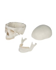 Erler Zimmer Cranio modello classico scomponibile in 3 parti