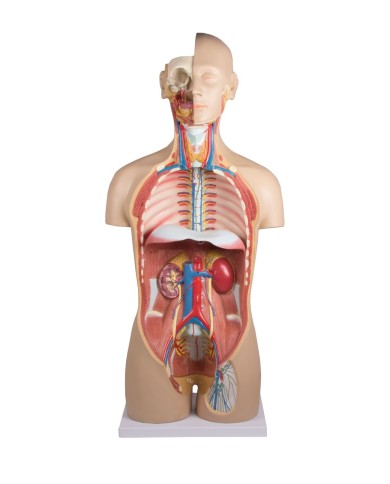 Modello di torso umano bisessuato con schienale aperto in 27 parti Modello di torso umano bisessuato con schienale aperto in 27 parti