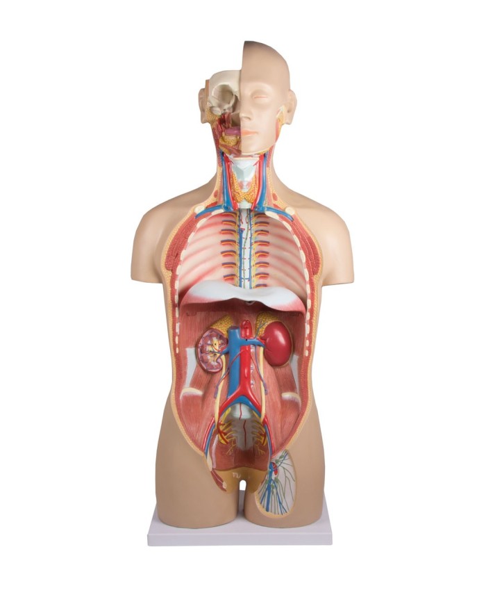 Modello di torso umano bisessuato con schienale aperto in 27 parti