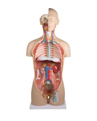 Modello di torso umano bisessuato con schienale aperto in 27 parti