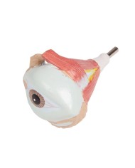 Modello di torso umano bisessuato con schienale aperto in 27 parti