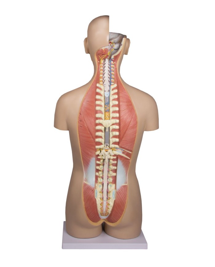 Modello di torso umano bisessuato con schienale aperto in 27 parti