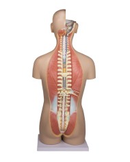 Modello di torso umano bisessuato con schienale aperto in 27 parti