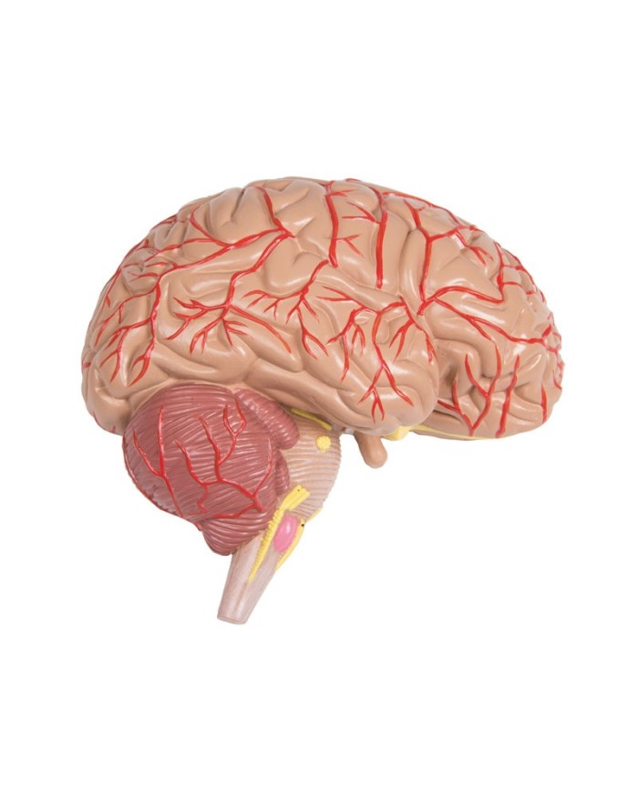 Modello di torso umano bisessuato con schienale aperto in 27 parti